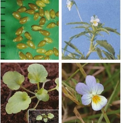Field pansy at four growth stages